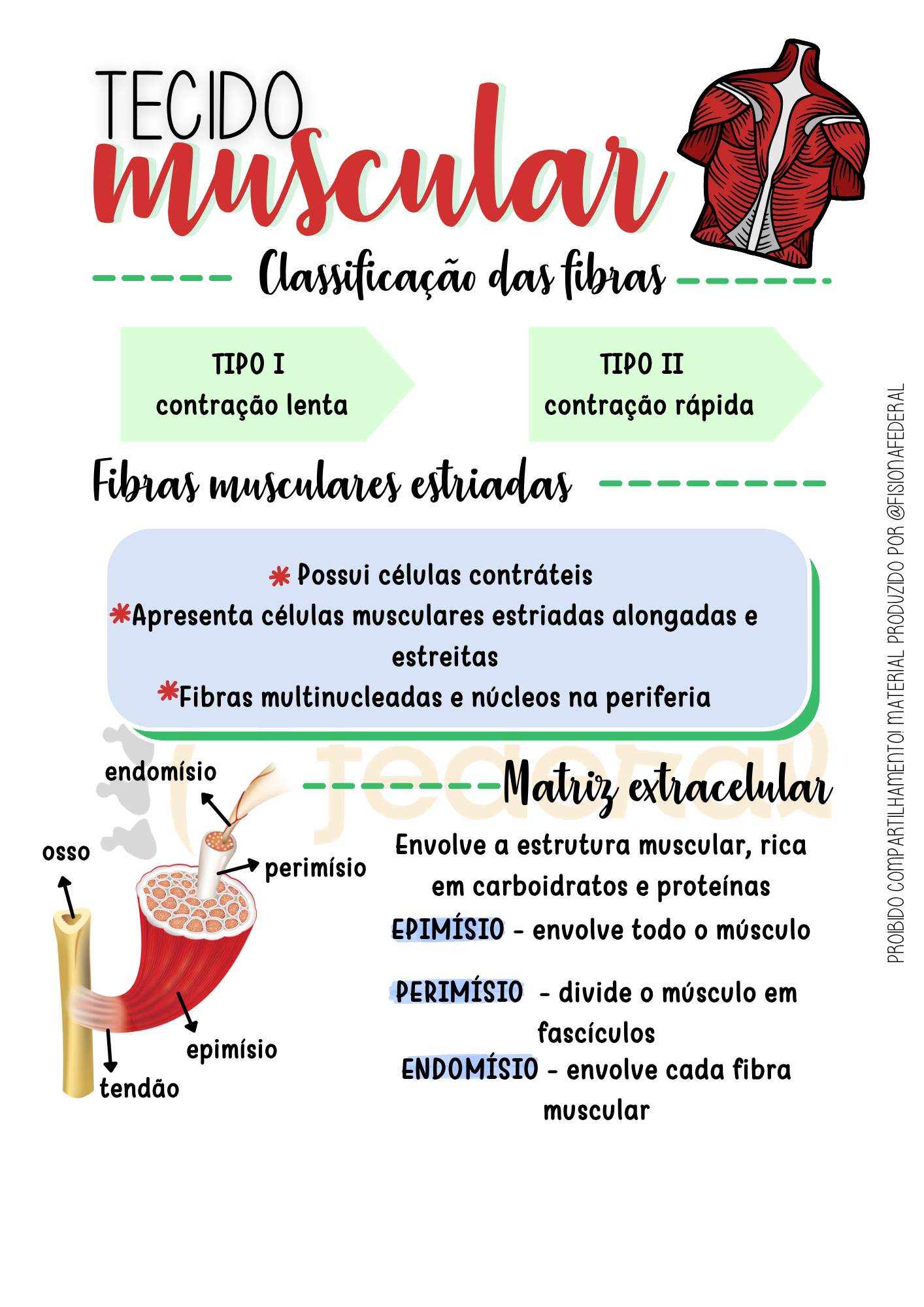 Tecido Muscular — Cinesiologia Facilitada